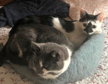 MURA, Katze, Europäisch Kurzhaar in Rumänien - Bild 7