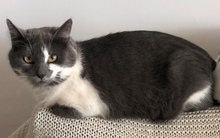 MINUNA, Katze, Russisch-Blau-Mix in Rumänien - Bild 1