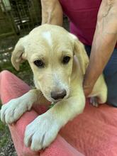 NIMBUS, Hund, Mischlingshund in Italien - Bild 1
