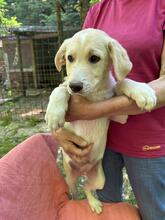 NIMBUS, Hund, Mischlingshund in Italien - Bild 2