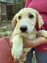 NIMBUS, Hund, Mischlingshund in Italien - Bild 3