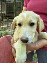 NIMBUS, Hund, Mischlingshund in Italien - Bild 4