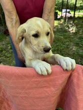 NIMBUS, Hund, Mischlingshund in Italien - Bild 5