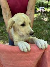 NIMBUS, Hund, Mischlingshund in Italien - Bild 6