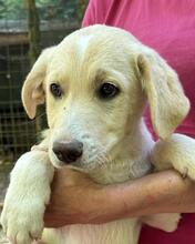 NIMBUS, Hund, Mischlingshund in Italien - Bild 7