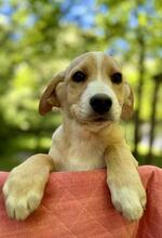NEVILLE, Hund, Mischlingshund in Italien - Bild 1
