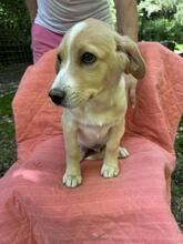 NEVILLE, Hund, Mischlingshund in Italien - Bild 2