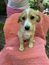NEVILLE, Hund, Mischlingshund in Italien - Bild 3