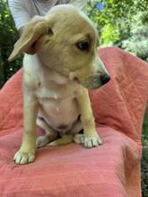 NEVILLE, Hund, Mischlingshund in Italien - Bild 4