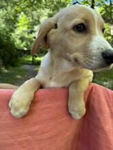 NEVILLE, Hund, Mischlingshund in Italien - Bild 6