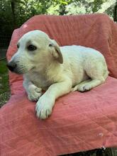NESTOR, Hund, Mischlingshund in Italien - Bild 1