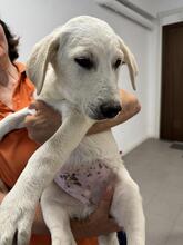 NESTOR, Hund, Mischlingshund in Italien - Bild 2