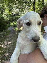 NESTOR, Hund, Mischlingshund in Italien - Bild 3