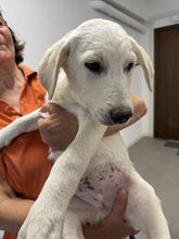 NESTOR, Hund, Mischlingshund in Italien - Bild 5