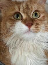 GAEL, Katze, Langhaar-Mix in Spanien - Bild 1