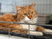 GAEL, Katze, Langhaar-Mix in Spanien - Bild 2