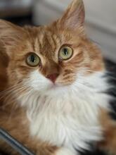 GAEL, Katze, Langhaar-Mix in Spanien - Bild 3