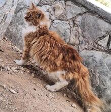 GAEL, Katze, Langhaar-Mix in Spanien - Bild 4