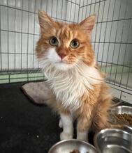GAEL, Katze, Langhaar-Mix in Spanien - Bild 5