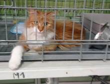 GAEL, Katze, Langhaar-Mix in Spanien - Bild 6
