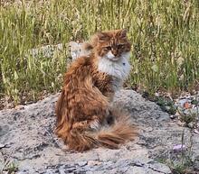 GAEL, Katze, Langhaar-Mix in Spanien - Bild 7