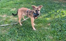 FELINE, Hund, Mischlingshund in Neckargemünd - Bild 1
