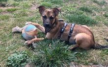 FELINE, Hund, Mischlingshund in Neckargemünd - Bild 2