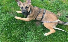 FELINE, Hund, Mischlingshund in Neckargemünd - Bild 3