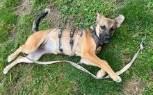 FELINE, Hund, Mischlingshund in Neckargemünd - Bild 4