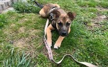 FELINE, Hund, Mischlingshund in Neckargemünd - Bild 5