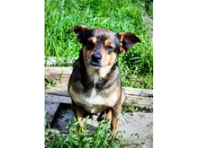 MONTI, Hund, Mischlingshund in Rumänien - Bild 1