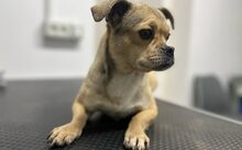 INDY, Hund, Mischlingshund in München - Bild 1