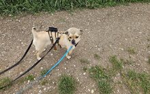 INDY, Hund, Mischlingshund in München - Bild 2