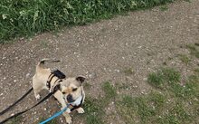 INDY, Hund, Mischlingshund in München - Bild 3