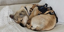 INDY, Hund, Mischlingshund in München - Bild 4
