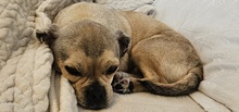 INDY, Hund, Mischlingshund in München - Bild 5