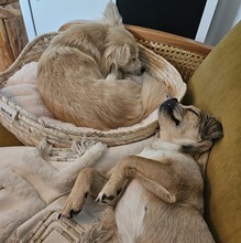 INDY, Hund, Mischlingshund in München - Bild 6