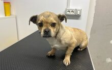 INDY, Hund, Mischlingshund in München - Bild 7