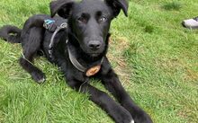 DELPHI, Hund, Mischlingshund in Rechberghausen - Bild 1