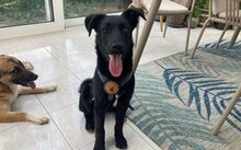 DELPHI, Hund, Mischlingshund in Rechberghausen - Bild 3