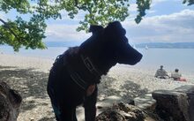 DELPHI, Hund, Mischlingshund in Rechberghausen - Bild 4