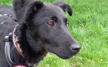DELPHI, Hund, Mischlingshund in Rechberghausen - Bild 5