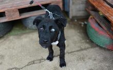 DELPHI, Hund, Mischlingshund in Rechberghausen - Bild 6