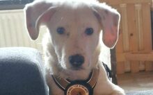AZZURO, Hund, Mischlingshund in Bad Münder - Bild 1