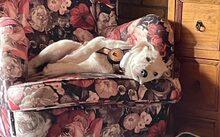 AZZURO, Hund, Mischlingshund in Bad Münder - Bild 2