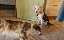 AZZURO, Hund, Mischlingshund in Bad Münder - Bild 3