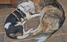 AZZURO, Hund, Mischlingshund in Bad Münder - Bild 4