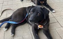 NISHA, Hund, Mischlingshund in Neckargemünd - Bild 1
