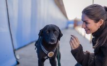 NISHA, Hund, Mischlingshund in Neckargemünd - Bild 2