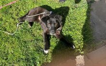 NISHA, Hund, Mischlingshund in Neckargemünd - Bild 3